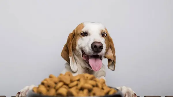 Какой корм лучше для собак – влажный или сухой: ветеринар поделился советом