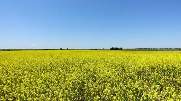 Лучшие сидераты: что посеять в сентябре, чтобы улучшить почву
