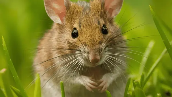 Как избавиться от мышей народными методами: растение, запах которого не переносят грызуны