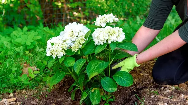 Почему вы обязаны посадить гортензию осенью: мудрые советы опытных садовников