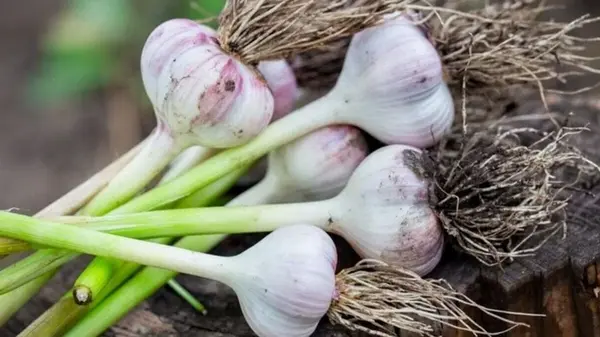 Почему у соседей озимый чеснок всегда вырастает большим: на самом деле, секрет очень простой