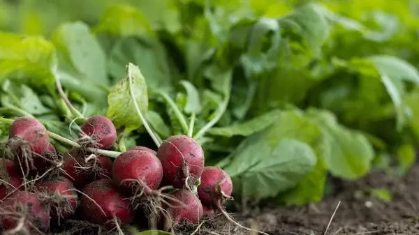 Сентябрь пришел — сеем редис: хитрости специалистов, чтобы получить чрезвычайный урожай