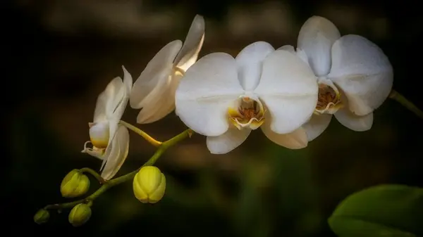 Эта странная подкормка заставит орхидею выпустить сразу много цветоносов