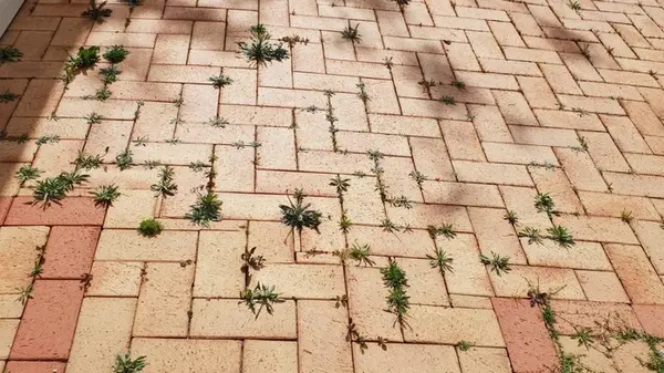 Как избавиться от травы между брусчаткой домашними методами