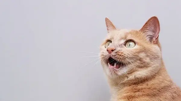 Популярный овощ может убить: что ни в коем случае нельзя давать есть котам