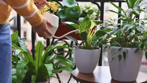 Какие растения помогают избавиться от плесени и влажности в доме: эксперты назвали три вида