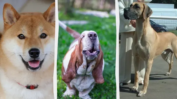 Застенчивые, но очень ласковые: ветеринары назвали 7 пород собак для спокойствия и уюта