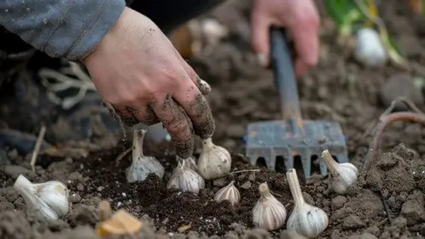 Когда сажать чеснок и лук на зиму: наконец-то дан правильный ответ