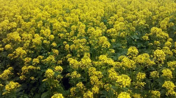 Как сеять горчицу вручную для улучшения почвы после уборки урожая