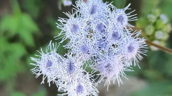 Всего один цветок — и белокрылка исчезнет из сада на расстоянии 30 метров