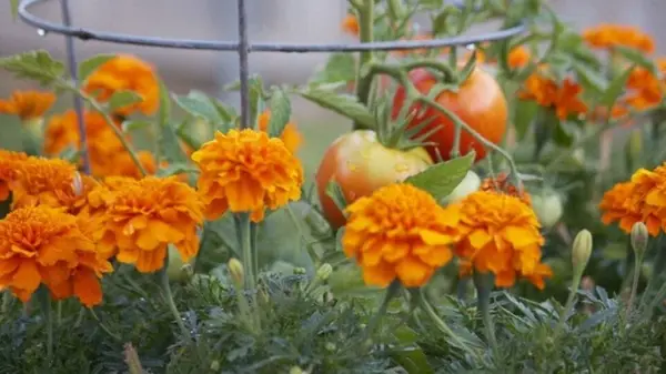 Почему не стоит бездумно сажать чернобривцы в саду и на огороде