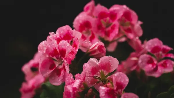 Герань зимой зацветает втрое эффектнее, чем летом: готовим удобрение из трех компонентов