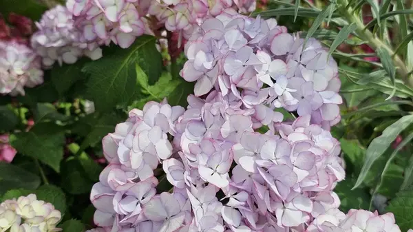 Не пропустите: как обрезать гортензию старинным способом — бутоны обильно прорастут весной