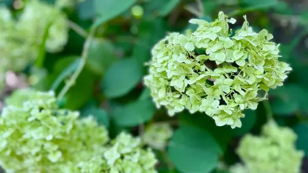 Осенняя подкормка: 3 типа растений, которые нужно удобрять сейчас для хорошего роста в следующем году