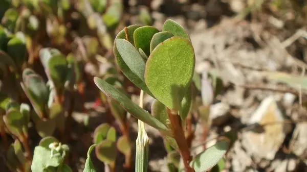 Навсегда избавиться от портулака на огороде после уборки урожая: проверенные реально работающие методы