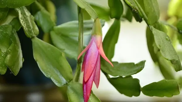 В начале октября подкармливаю несколькими каплями из аптечки: декабрист «оживает»