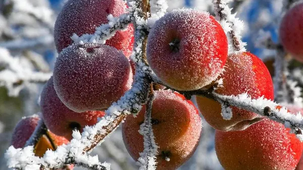 Как защитить яблони от морозов: эффективные методы
