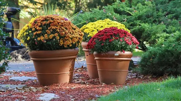 Весеннее цветение начинается осенью: какие цветы посадить уже сегодня, чтобы сад был сказочным после зимы