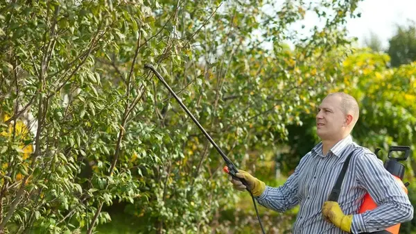 Осенью обработайте свой сад этим препаратом — и в следующем году парши и плодовой гнили не будет