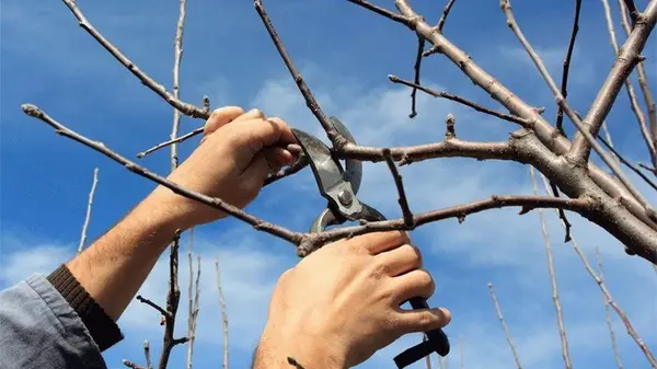 Что нужно обязательно обрезать в октябре: полный список