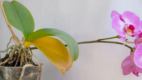 Желтеют листья у орхидеи: 9 причин, что с ней не так