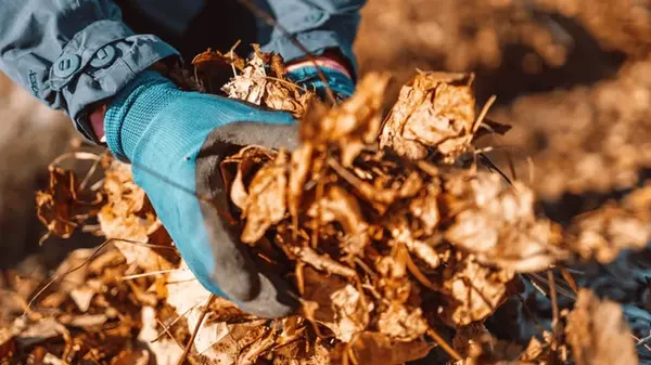 Опавшие листья станут на вес золота после того, как вы узнаете рецепт этого удобрения