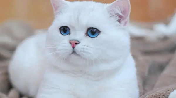 Правда ли, что большинство белых кошек глухие