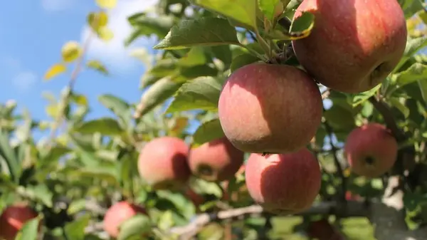 Садовод рассказал, как правильно собирать яблоки, чтобы сохранить их к зиме