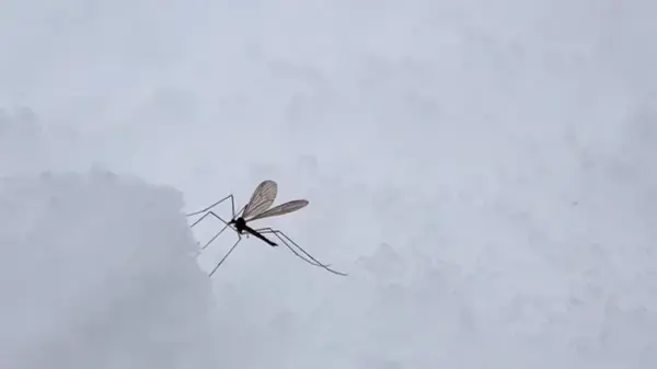 Куда зимой пропадают все комары: вы бы никогда не догадались