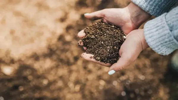 Если нет навоза, чем заменить осенью: эти удобрения превратят самую бедную почву в чернозем