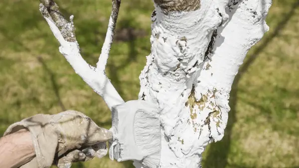 97% дачников допускают эти фатальные ошибки во время осенней побелки