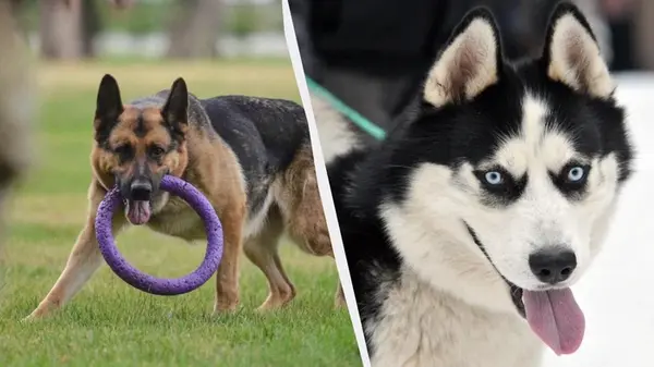 Кинолог назвал 6 худших пород собак для новичков: превратят вашу жизнь в ад