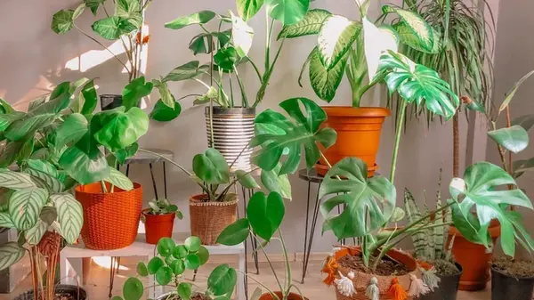 Заставить комнатные растения расти и пышно цвести: возьмите всего-навсего один популярный продукт