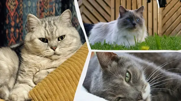 Какие коты лучше всего подойдут для жизни в квартире: ветеринары назвали топ-6 пород