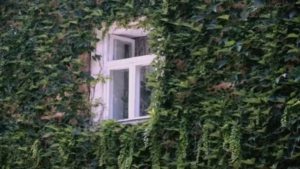 Эксперт назвал 4 «агрессивных» растения, которые нельзя сажать возле дома