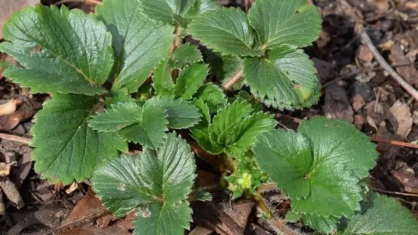 Уход за клубникой в октябре: три роковые ошибки, которые могут уничтожить урожай в следующем году