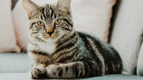 Как коты влияют на здоровье человека: 4 научно доказанных эффекта