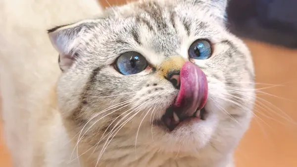 Почему коты едят комнатные растения: ученые нашли причину