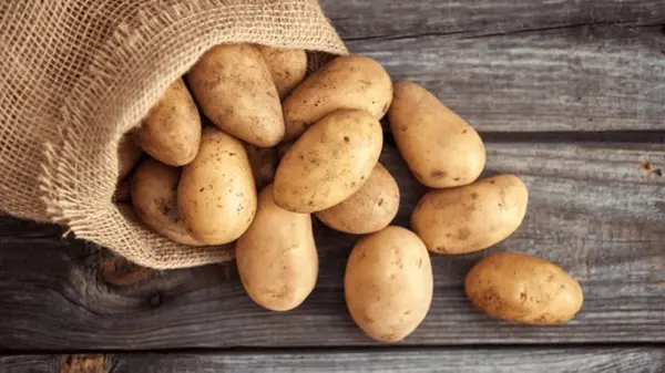 Как сохранить урожай картофеля до весны: почему он гниет и как этого избежать