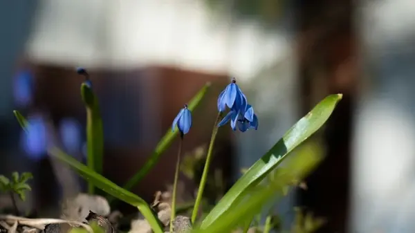 5 растений, которые стоит посадить осенью, чтобы ваш сад выглядел невероятно даже зимой