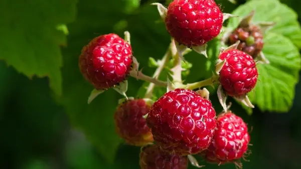 Вот что нужно сделать с кустами малины осенью, чтобы в следующем году был щедрый урожай