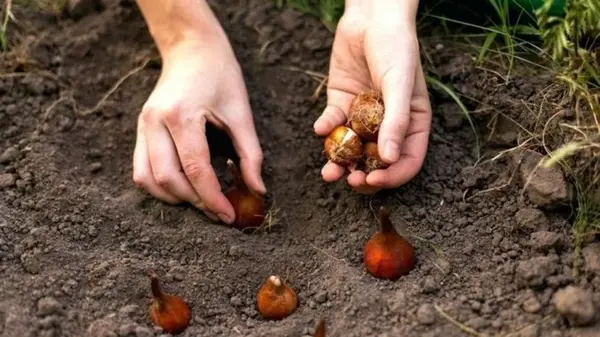 Не сделайте этого в октябре – весной тюльпаны не зацветут: что сейчас нужно сделать с цветами