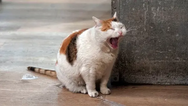 Ошибка, которой допускаются многие владельцы: почему нельзя оставлять котам свет на ночь