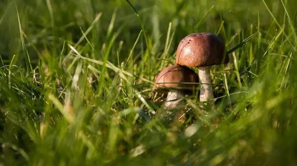 Осенние грибы на газоне могут быть токсичными: как безопасно от них избавиться