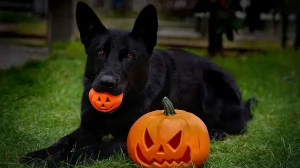 Безопасная осень: 10 советов, чтобы ваш любимец оставался здоровым и счастливым