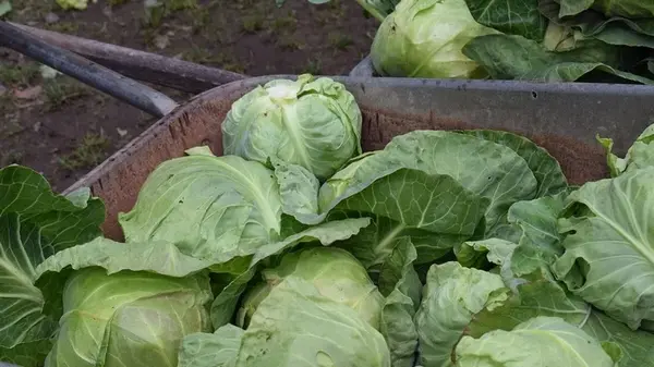 Когда собирать капусту: названо идеальное время для длительного хранения