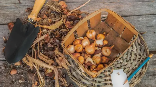 Как хранить луковицы тюльпанов зимой: можно ли класть их в холодильник