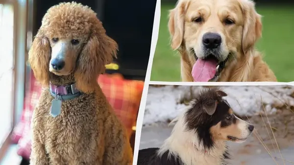 Какие собаки являются надежными: ветеринары назвали 5 пород, которые будут всегда с вами