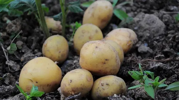 Какие лучшие сорта картофеля: обильно родят, хорошо сохраняются и имеют большие крахмалистые клубни