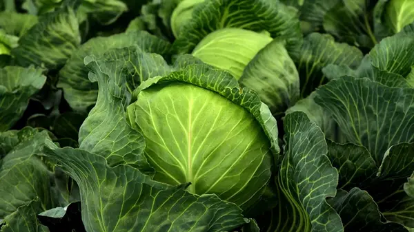 Важно не только вырастить: все возможные способы хранения капусты